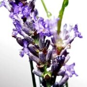 Davidoff Cool water Man Eau De Toilette - Image 4